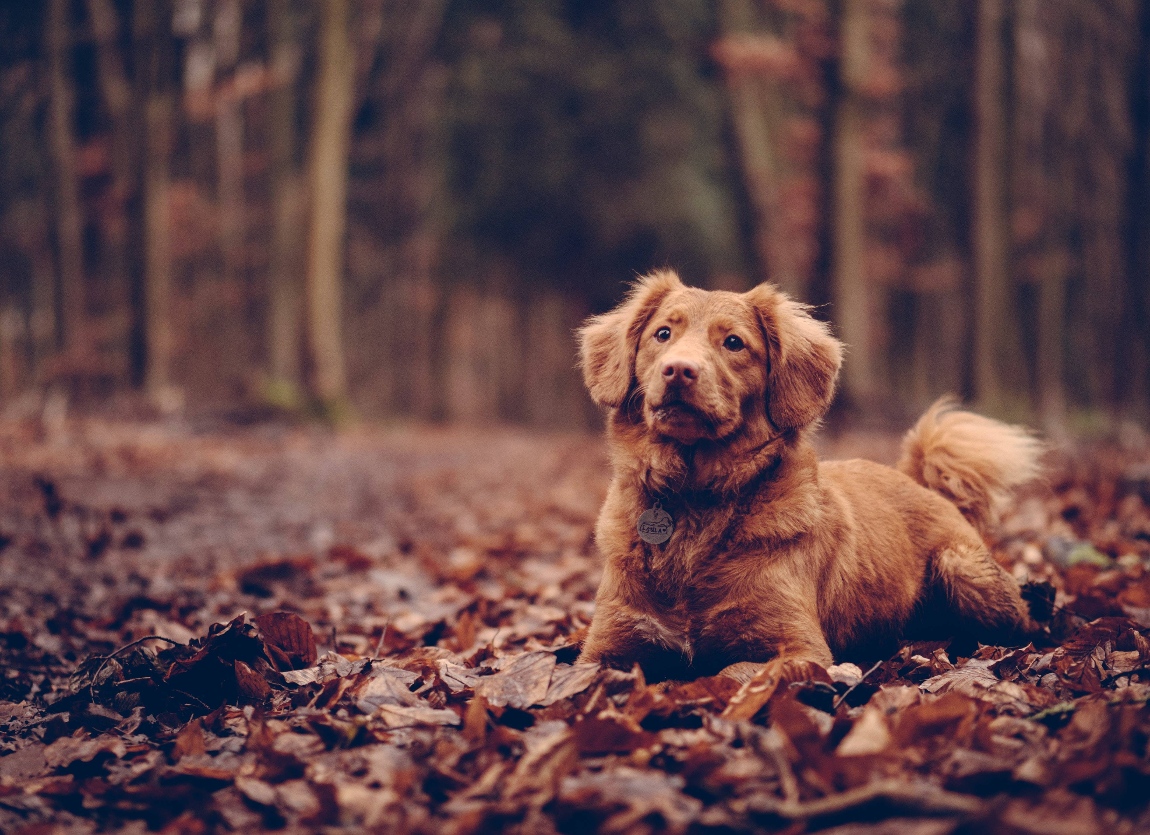 Heb jij al een nieuwe <br>herfst-outfit voor je hond?