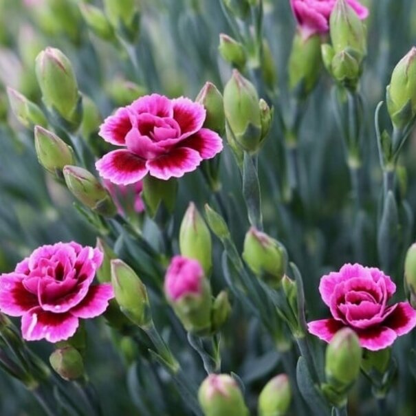 Veer & Moon Zadenzakje | Liefs zaaien