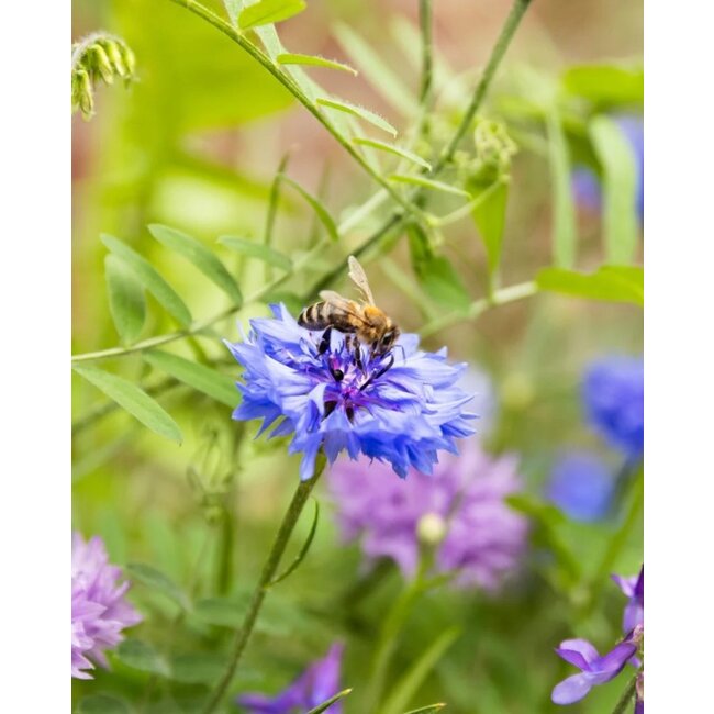 Blossombs Eierdoosje  dankjewel