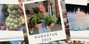 Waarom we doen wat we doen – Augustus 