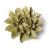 Keramische wandbloem | Peridot sorbet pioenroos