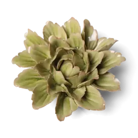 Peridot Sorbet Pioenroos