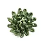 Jade green succulent