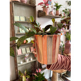 Pot Emily streep gekleurd