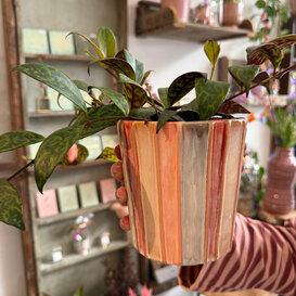 Pot Emily streep gekleurd