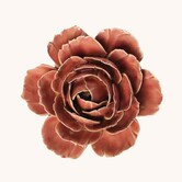 Keramische wandbloem | Champagneroze Engelse roos