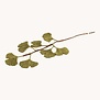 Ginkgo Biloba Branch - Green