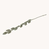 Eucalyptus branch