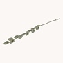 Eucalyptus branch