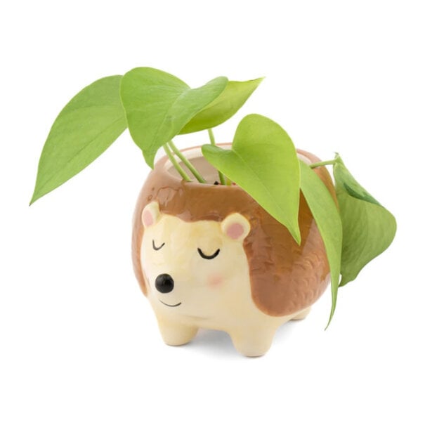 Sass & Belle Hedgehog Planter