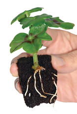 ROOTiT ROOT!T First Feed 125ml - CDU of 10
