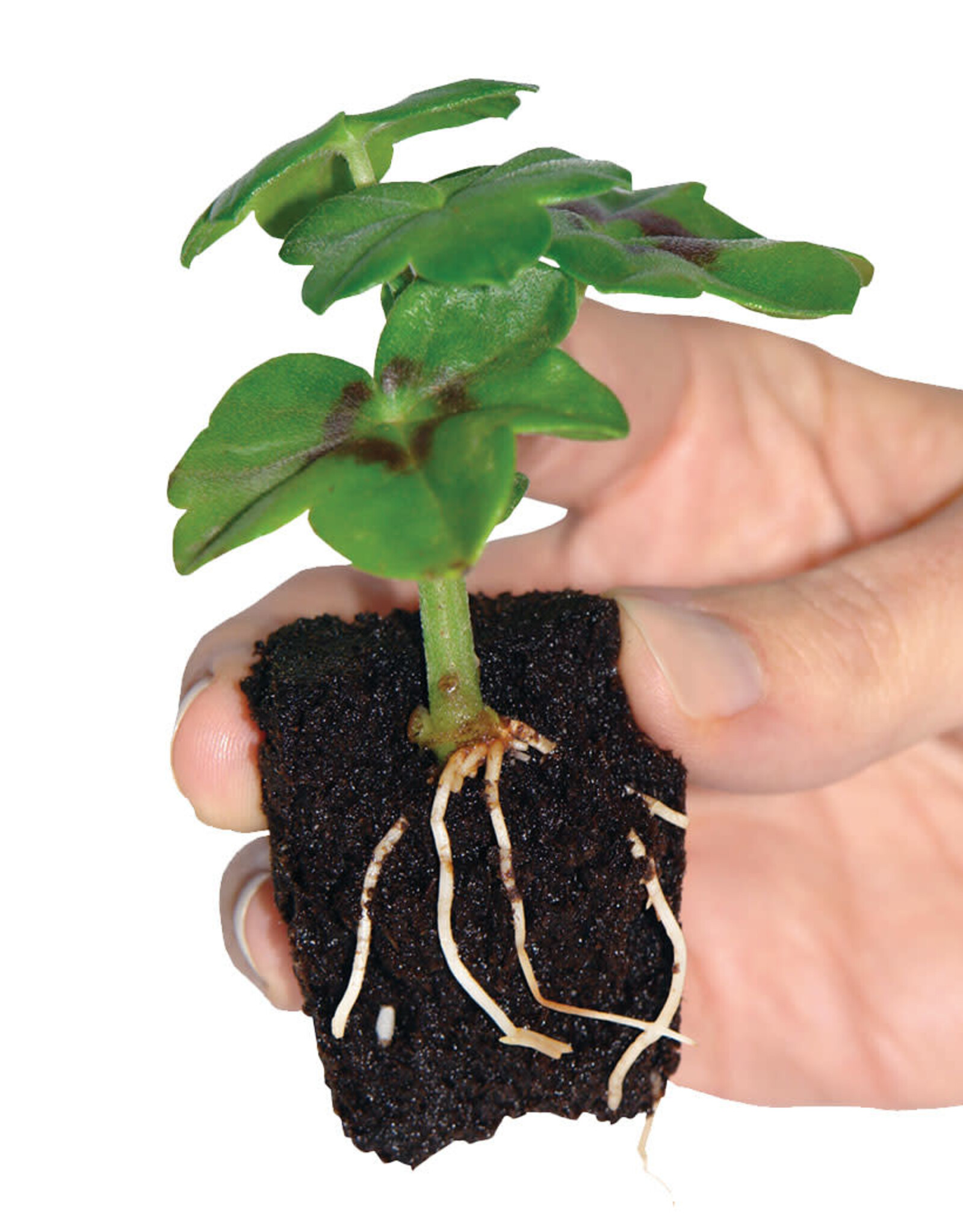 ROOTiT ROOTiT First Feed 125ml