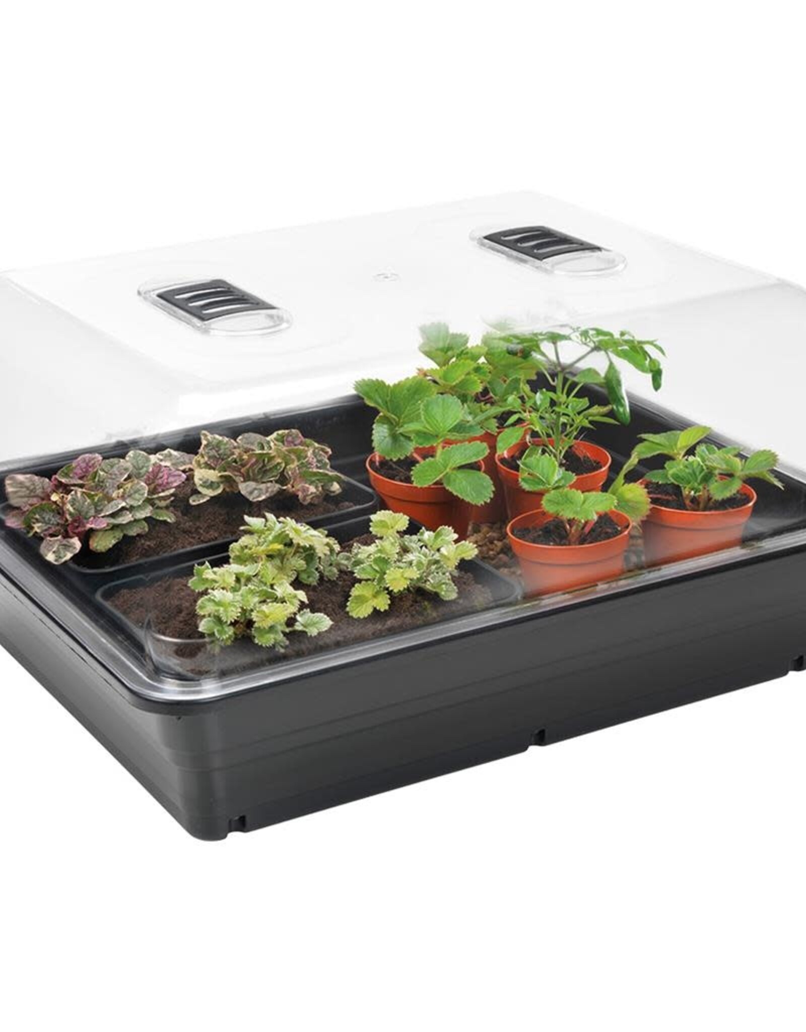 Stewart Stewart's Essentials Large Heated Propagator - EU - 52cm x 42cm x 28cm