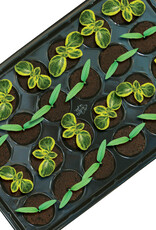 ROOTiT ROOT!T Natural Rooting Sponge 24 Cell Filled Trays - Box of 8