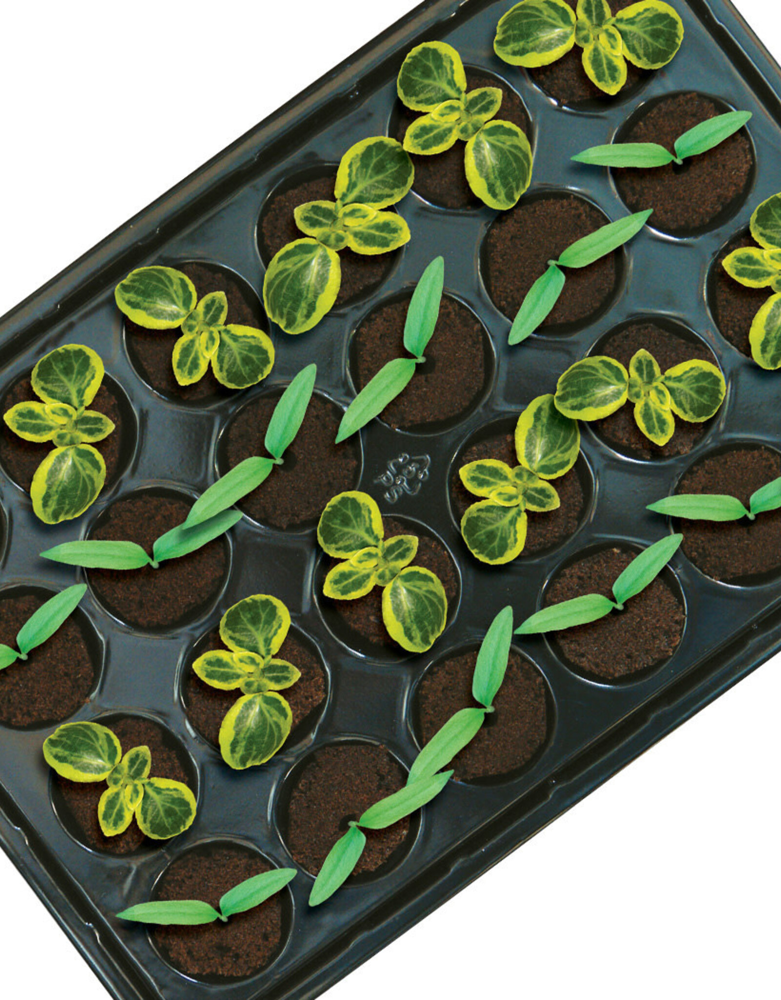 ROOTiT ROOT!T Natural Rooting Sponge 24 Cell Filled Trays