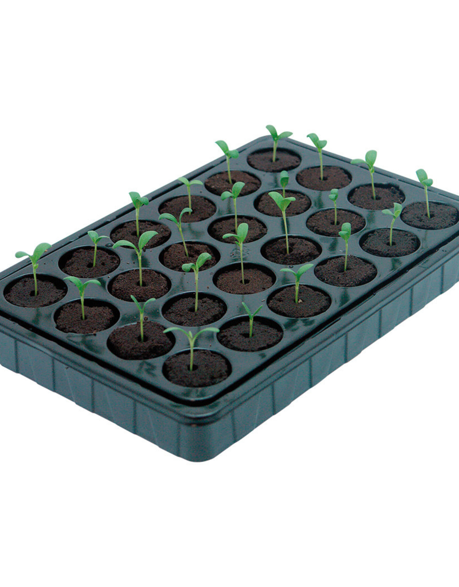 ROOTiT ROOTiT Value Rooting Sponge Propagation Kit - Box of 4