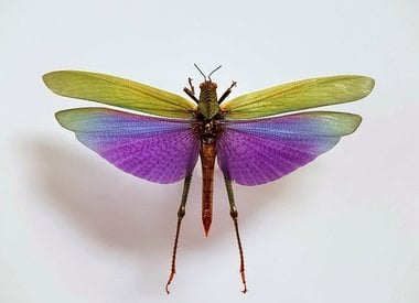 Insecten