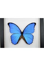 Nature Deco Morpho Didius in luxury 3D frame