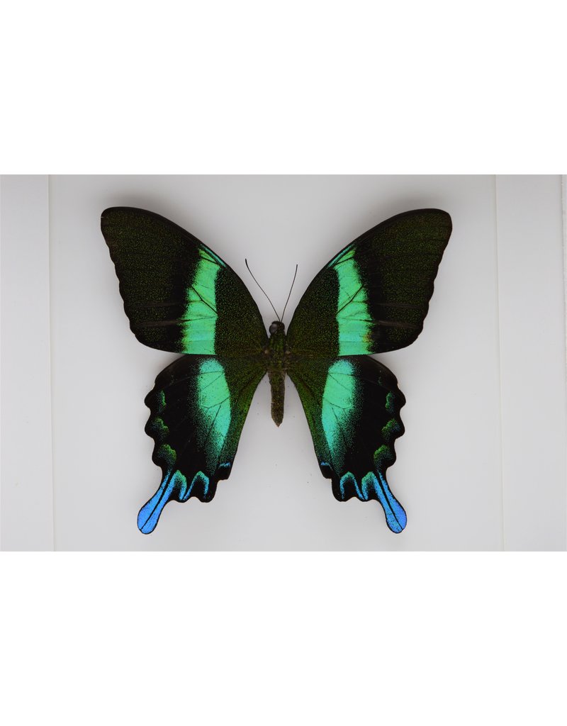 Nature Deco Papilio Blumei in luxury 3D frame 22x 22cm