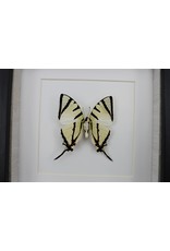 Nature Deco Graphium agetes bottom  in luxury 3D frame 17 x 17cm