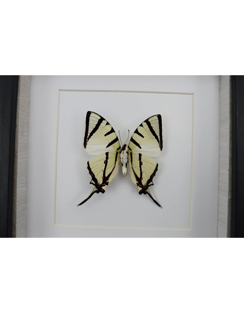 Nature Deco Graphium agetes bottom  in luxury 3D frame 17 x 17cm