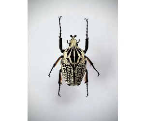 Unmounted Goliathus Orientalis (man) - Nature Deco