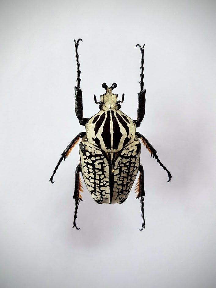 Unmounted Goliathus Orientalis (man) - Nature Deco