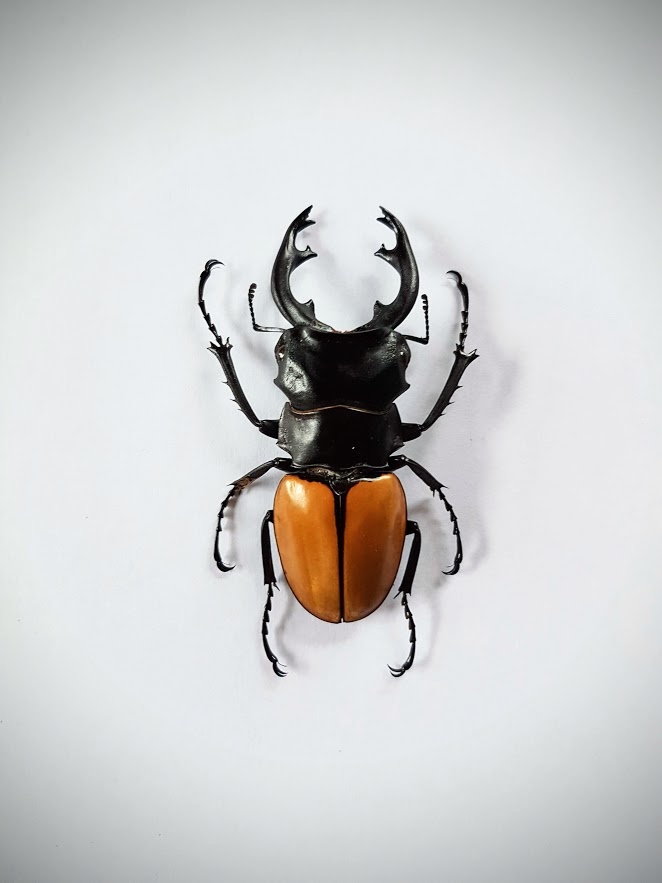 Unmounted Odontolabis Elegans - Nature Deco Unmounted Odontolabis Elegans - Nature Deco