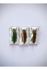 . (Un)mounted Chrysochroa Aurora (Jewel beelte)