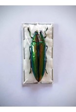 . (Un)mounted Chrysochroa Aurora (Jewel beelte)