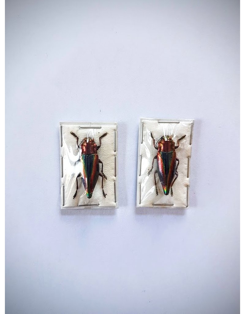 . (Un)mounted Cyphogastra Javanica (Jewel beetle)