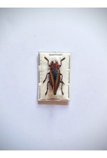 . (Un)mounted Cyphogastra Javanica (Jewel beetle)