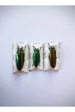 . (Un)mounted Chrysochroa Fulminans Fulminans (Jewel beetle) 5 pieces