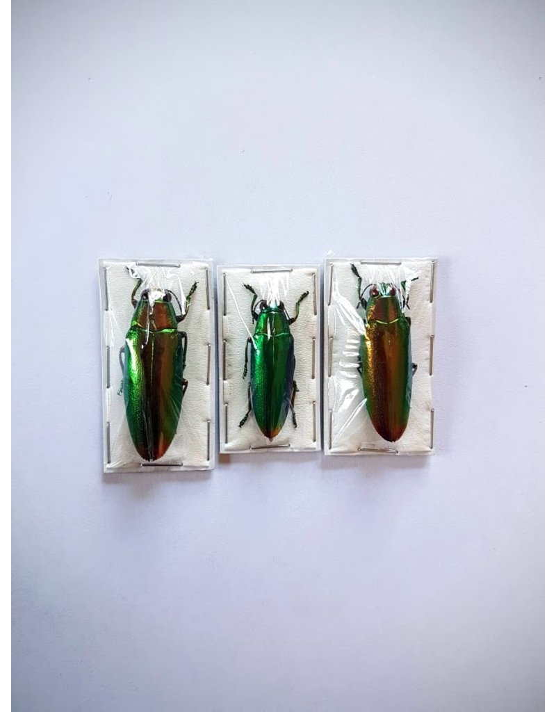 . (Un)mounted Chrysochroa Fulminans Fulminans (Jewel beetle) 5 pieces