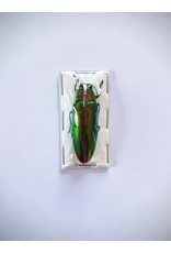 . (Un)mounted Chrysochroa Fulminans Fulminans (Jewel beetle) 5 pieces