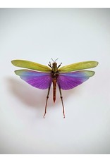 . UnmountedLophacris Albipes (grasshopper)
