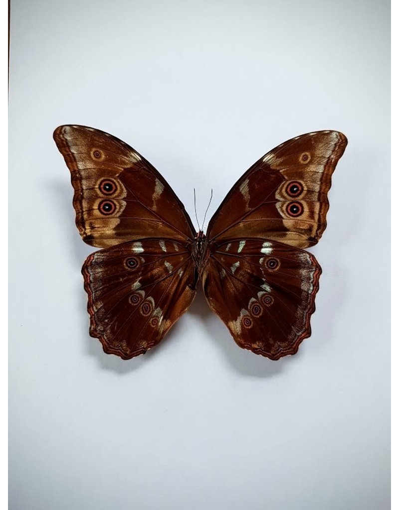 . Ongeprepareerde Morpho Didius