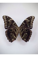 . Unmounted Morpho Deidamia