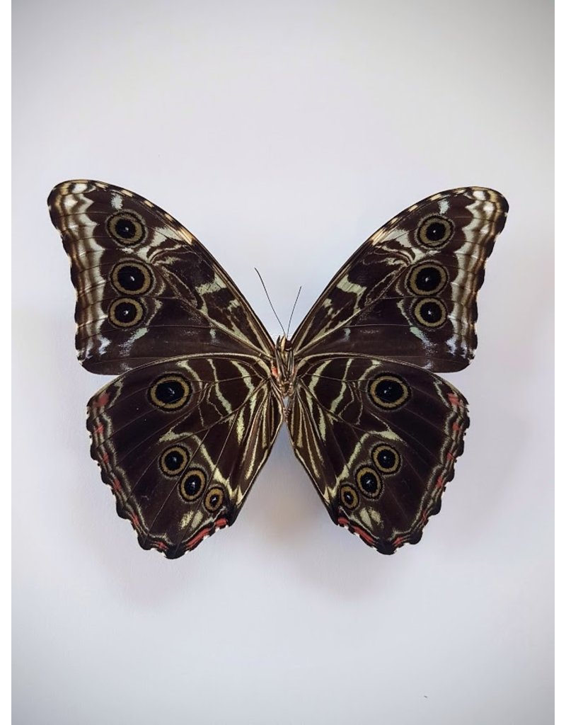 . Unmounted Morpho Deidamia