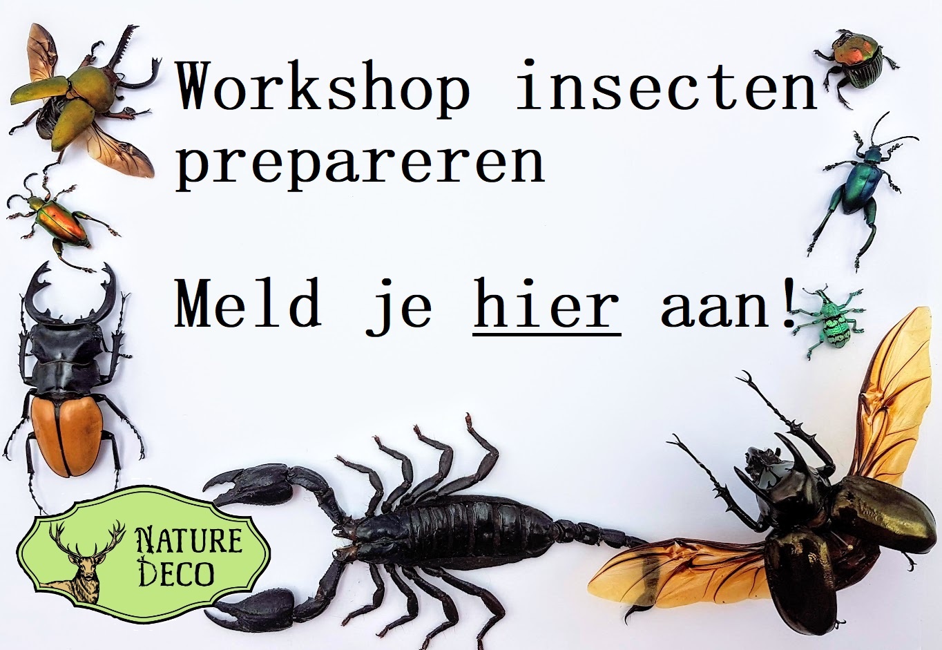 Workshop insecten prepareren 