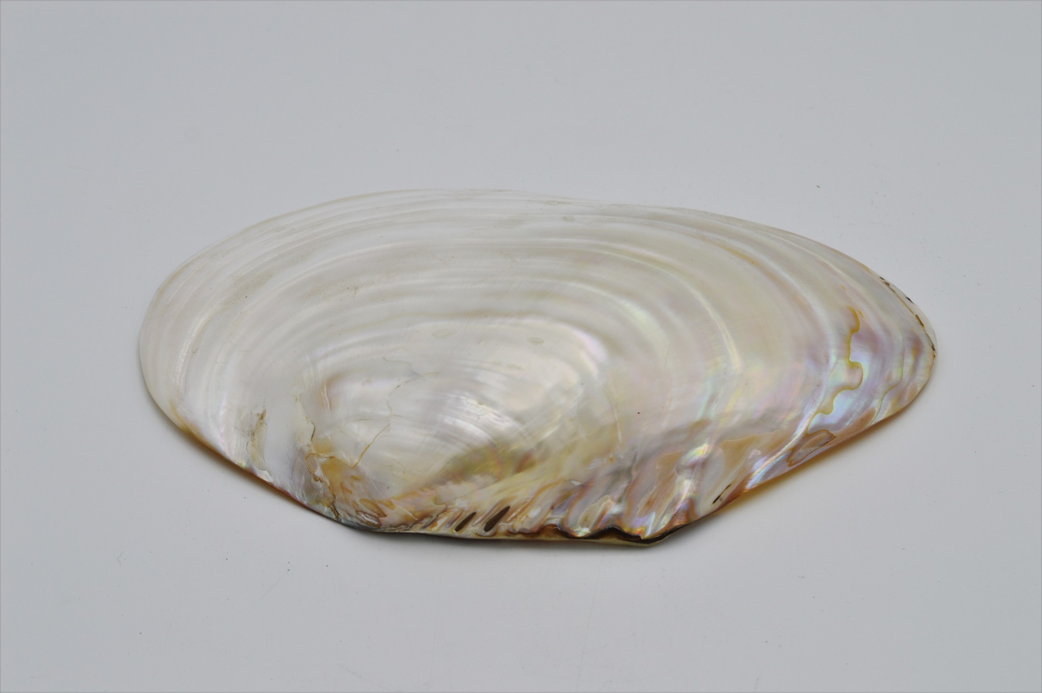 Pearl shell - Nature Deco