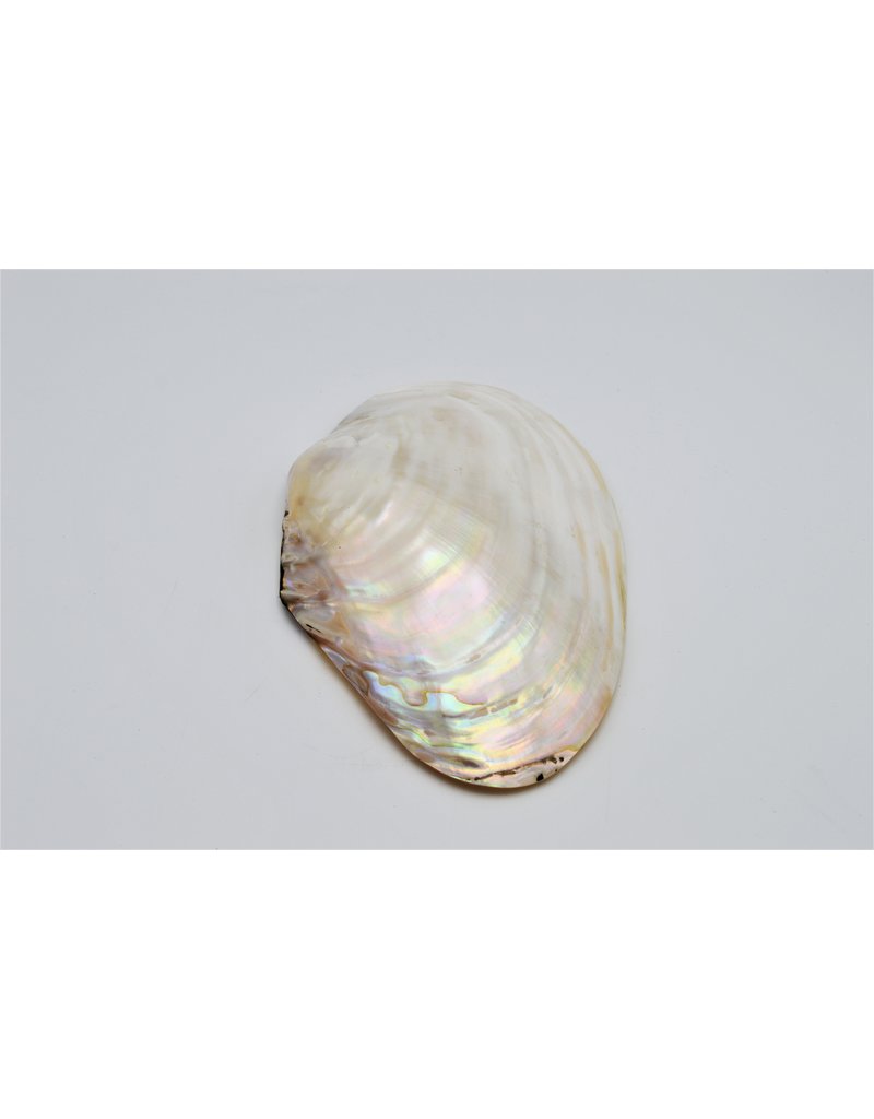 . Pearl shell