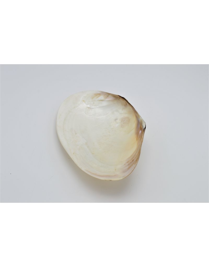 . Pearl shell