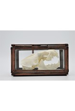 Nature Deco Skull mink in a box