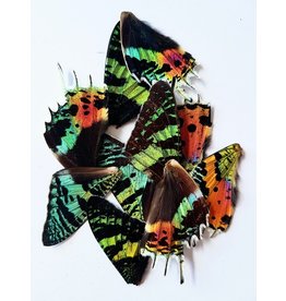 . Urania Ripheus buttefly wings 4 pieces
