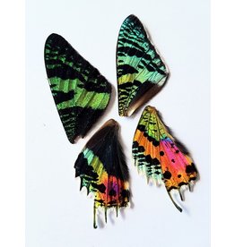 Vlindervleugels, Fairy Wings, Womens Butterfly Wings, Fairy Wings Voor Meisjes Volwassenen Dames Meisjes Fairy Wings Glittering Angel Wings Halloween Cosplay
