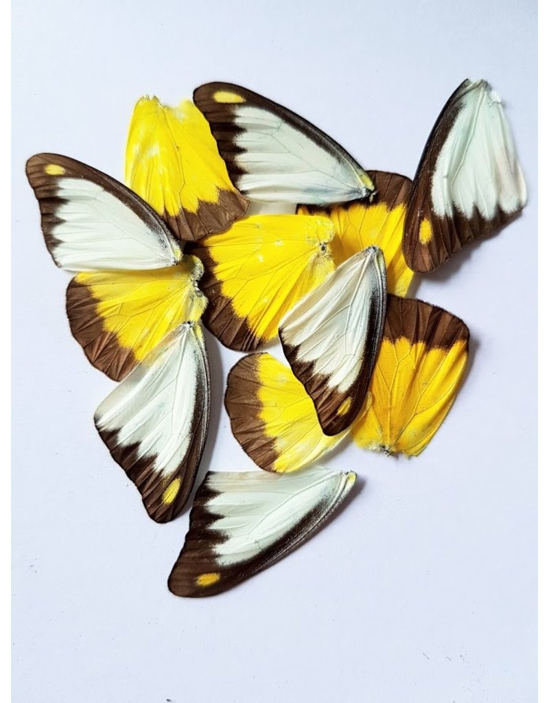 . Vlinder vleugels geel-wit 10 stuks