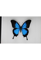 Nature Deco Papilio Ulysses in luxe 3D lijst 22 x 22cm