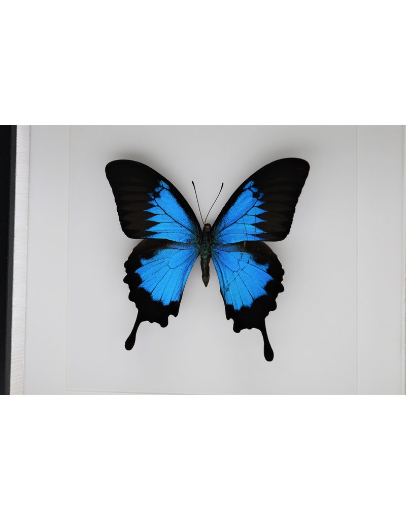 Nature Deco Papilio Ulysses in luxe 3D lijst 22 x 22cm