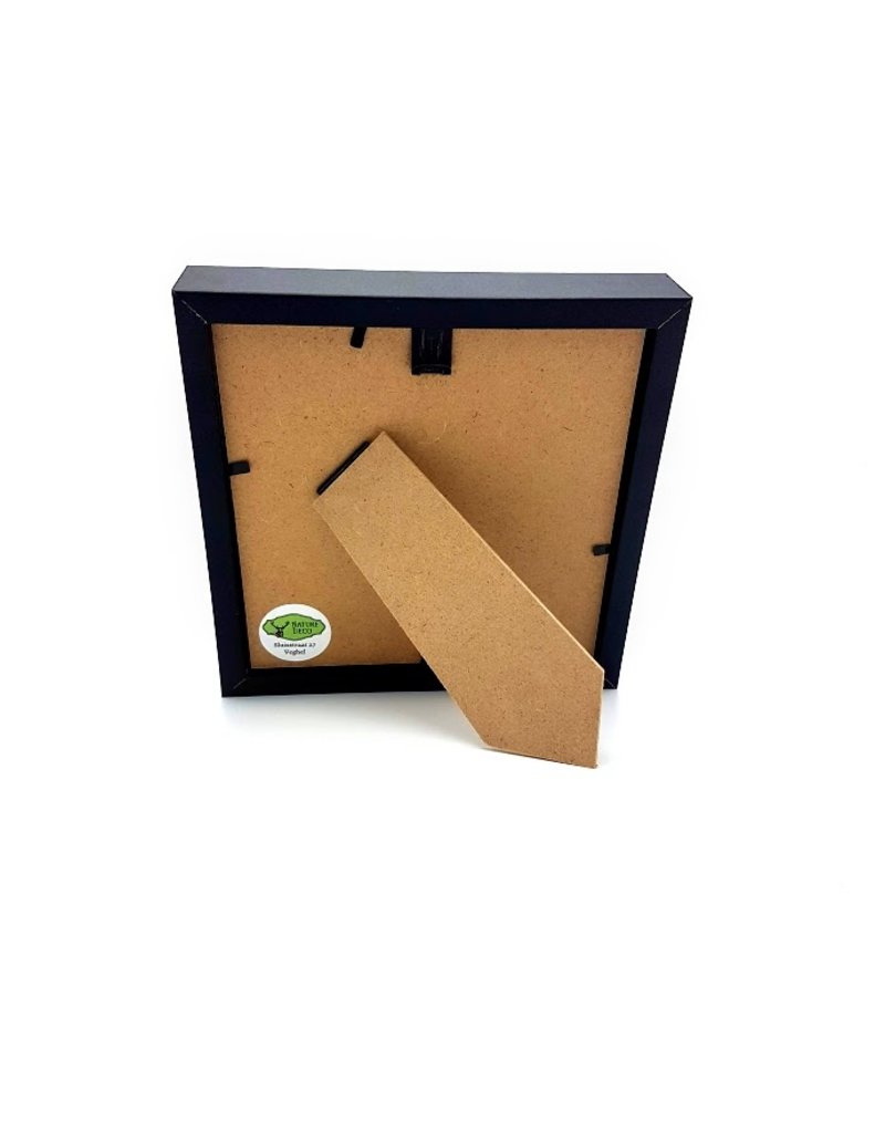 Nature Deco Papilio Ulysses in luxe 3D lijst 22 x 22cm